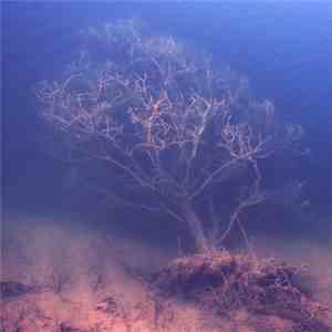 Indigo Tree - Hardlakes download free